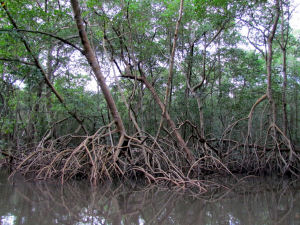 In den Mangroven