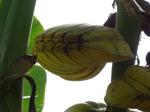 Banana plantane-1