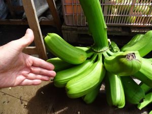 Banana plantane-2
