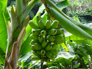 Banana plantane