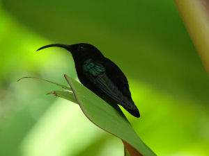 Kolibri1